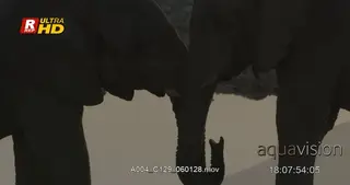 Two African Elephant standing, mating and looking at each other.