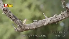 Malachite Kingfisher perched on a tree, looking around/foraging and flying down/off frame.