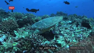 Two Hawksbill Sea Turtles (2) feeding on corals surrounded by schools of Moorish Idols.