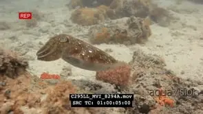 Cuttlefish on reef