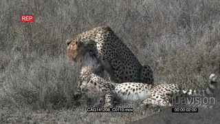 Two Cheetah's lying together on ground grooming