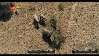 Aerial Drone African elephant herd feeding off bushes calves suckling