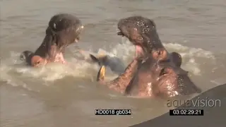 Hippo pod aggressive social interaction as bulls face off intimidating each other.