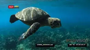 Loggerhead swimming over the Dani Keli reef and a diver looking at it UW