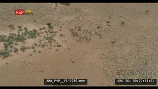 Aerial Drone Wildebeest herd gathered together general behaviour