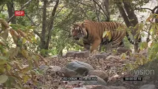 Tiger walking in Indian wooded area patrolling PAN HAND AmCam