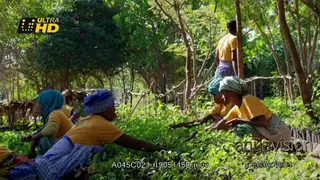 Malagasy women sort and allocate the seeds ensure good mix of species are being planted.