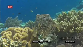 Defensive Cuttlefish on coral reef swimming UW