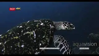 A close up side view shot of a hawksbill turtle swimming in over the reef