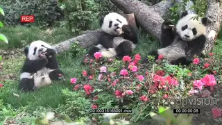 A group of Giant Panda bear cubs sitting and feeding WS GENERAL BEHAVIOUR