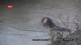 Lone Hippo Yawning while sitting in the water GENERAL BEHAVIOUR