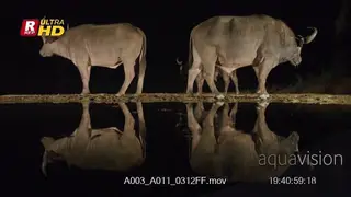 Reflection shot of a a Female and Male Cape Buffalo trio standing,looking around and.