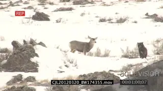 Elk Antelope and Gray Wolf standing on prairie looking at each other during snowfall…