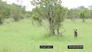 African Wild dog pack scouting hunting patrolling area GREEN MWS PAN