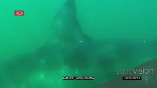 Great white shark hunting swimming past UW MURKY
