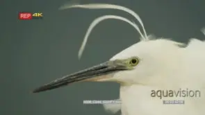Little egret head plumes blowing in wind