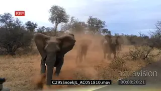Three young Elephants charge vehicle Jeep, Two mock charge and one charge and hit car…
