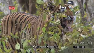 Bengal Tiger standing in a forest looking around flehmen snarl MS HAND AmCam