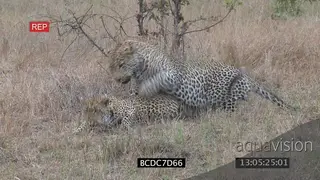 Leopard male and female intense fight after mating