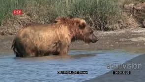 Brown Bear resting in the River