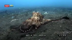 Giant pacific octopus, coconut octopus hunting for food CU
