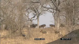 African Wild Dog pack hunting patrolling across as Blue Wildebeest herd stand graze.
