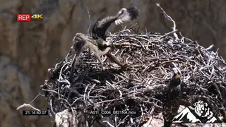Juvenile Ospreys standing in a nest and one eating HA 2S MLS