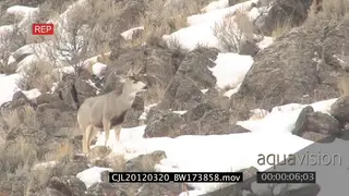 Elk Antelope standing on snowy prairie LS
