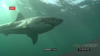 Great White Shark swimming underwater in ocean passing by camera and turning back MLS LWS.