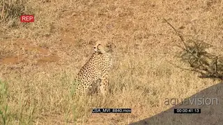 Cheetah sitting scouting around hunting walking out of frame