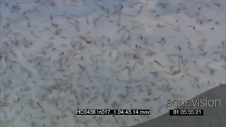 Swarm of Locusts flying around in frame bushes in BG FOCUS PULL XCU CU PAN