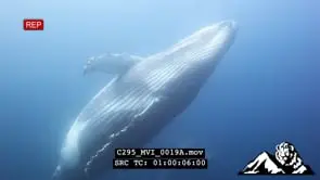 Humpback Whales migration over Protea Banks UW