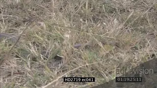 Mozambique Spitting Cobra crawling through grass MS PAN