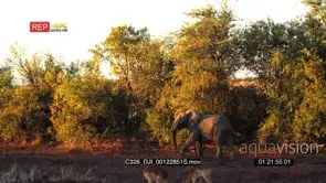 African Elephant Walking around the Bushveld feeding with a pair of Impala grazing GOLDEN.