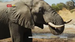Elephant walking to waterhole and drink