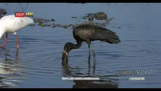 Spoonbill bird and African Openbill stork fishing and eats snails in the river