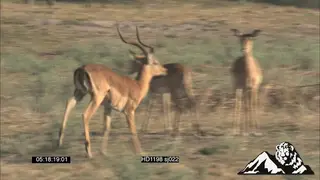 Impala male rutting and chasing female antelope, pronking MS