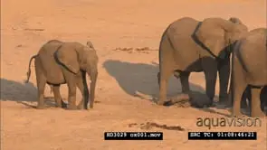 Young Elephant calf sleeping protected by herd WS