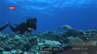 Diver and Hawksbill Sea Turtle swimming underwater in ocean and passing by each other WS.