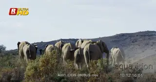 Herd of young and adult African Elephant back view, walking away from the camera.