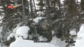 Polar bear three months old cubs climbing and playing between trees on tundra