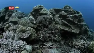 Beauty shot of Hard Stony corals in Palau