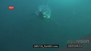 Great White Shark swimming underwater in ocean repeatedly following camera and passing by.