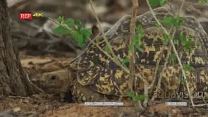 Close up shot female leopard tortoise