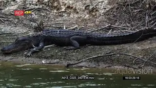 American Alligator laying on riverbank Basking GENERAL BEHAVIOUR MLS