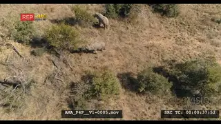 Aerial Drone over bushveld African elephants feeding off bushes