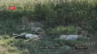 Cheetah coalition laying down on bushveld grooming and looking around LS HAND