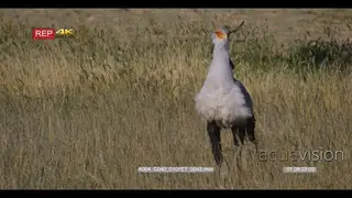 close up shot of a secretary bird, sagittarius serpentarius hunting in the long grass
