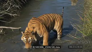 Bengal tiger in water
