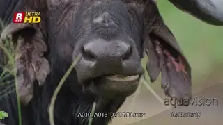 Cape Buffalo bull ruminating while Red-billed buffalo weaver is cleaning him.